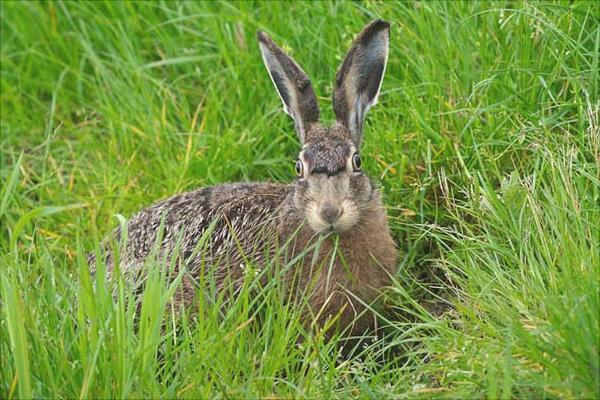 養殖野兔要多少資金？