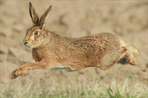 養殖野兔要多少資金？
