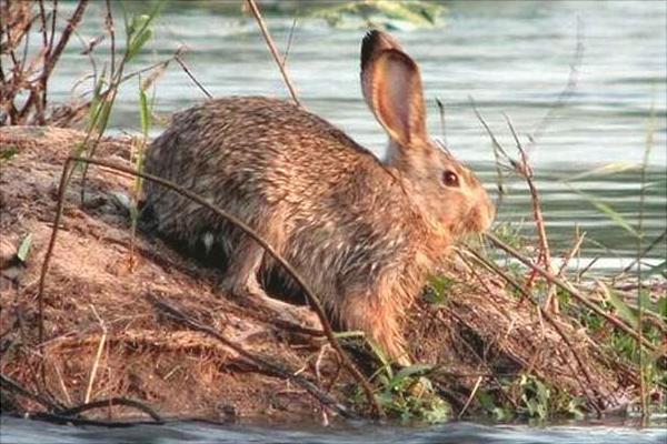 養殖野兔要多少資金？