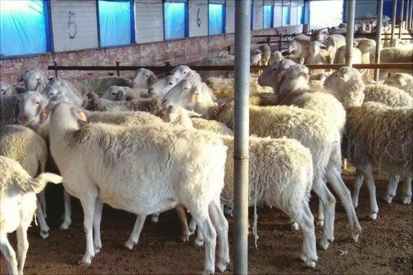 肉羊快速育肥技術視頻