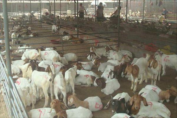 肉羊快速育肥技術視頻