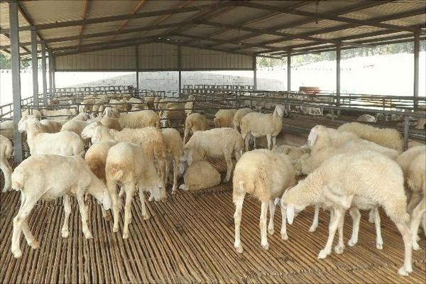 肉羊快速育肥技術視頻