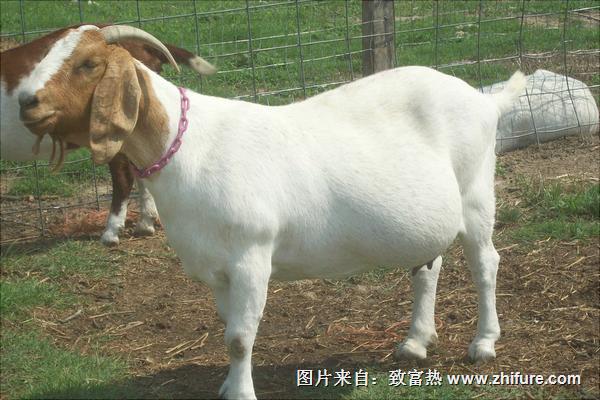 波爾山羊配種技術(shù)