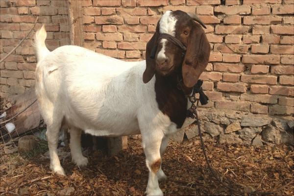 波爾山羊配種技術視頻