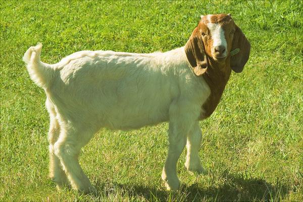 波爾山羊配種技術視頻