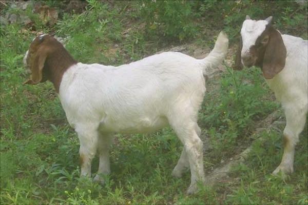 波爾山羊配種技術視頻