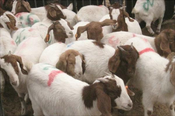 波爾山羊配種技術視頻