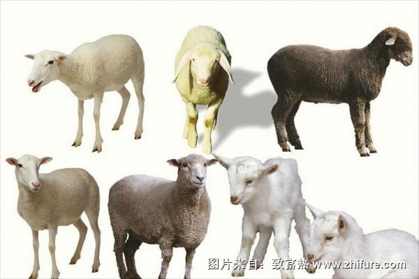 養肉羊選什么品種？最好的肉羊品種推薦