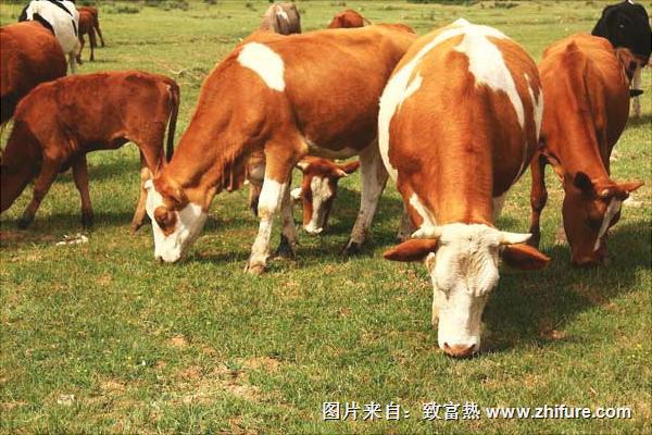 奶牛價格多少錢一頭？