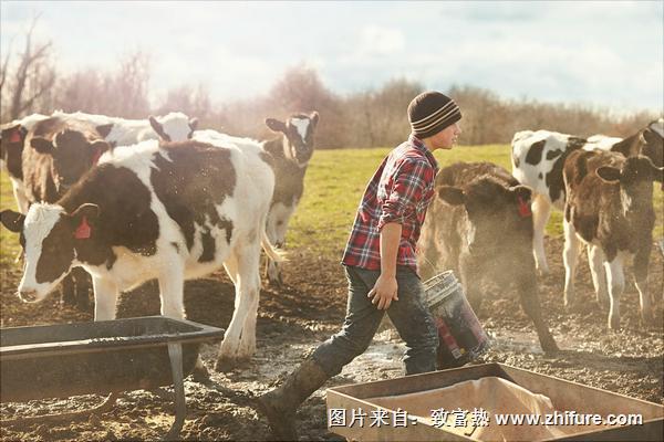 奶牛有公的嗎？