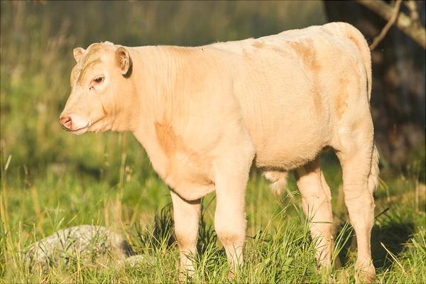 奶牛有公的嗎？