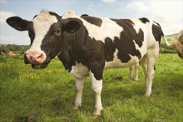 奶牛有公的嗎？