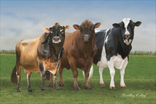 奶牛有公的嗎？