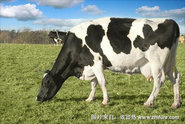 奶牛有哪些品種？