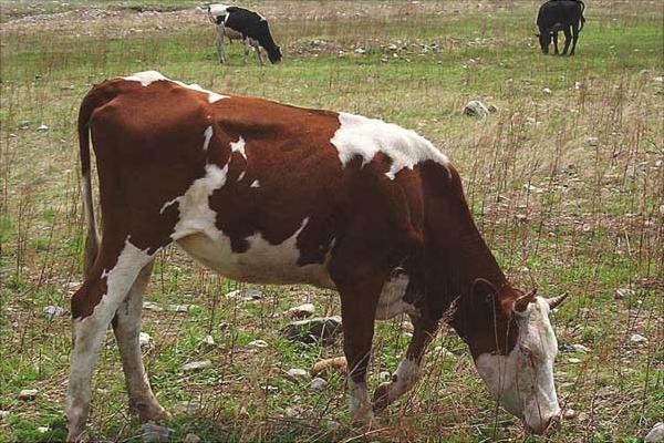 一頭奶牛一年的利潤有多少？