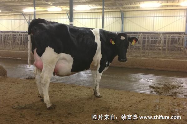 奶牛乳房炎治療方法