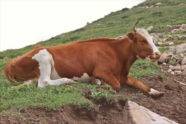 一頭奶牛一年的利潤有多少？