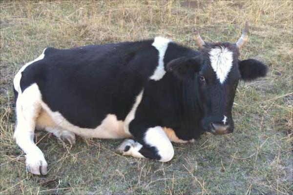 一頭奶牛一年的利潤有多少？