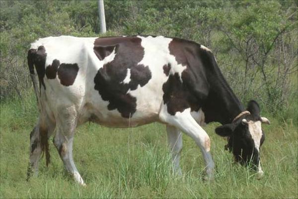 一頭奶牛一年的利潤有多少？