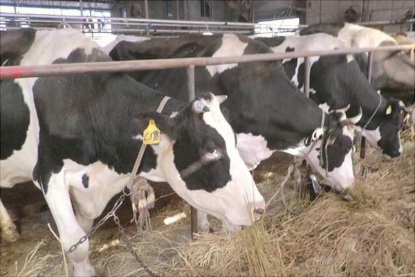 一頭奶牛一年的利潤有多少？