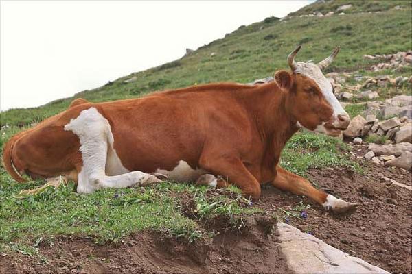 肉牛育肥飼料配方及配制方法