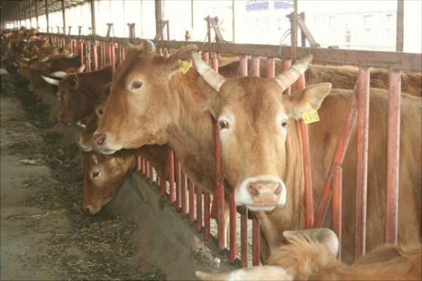 肉牛育肥飼料配方及配制方法
