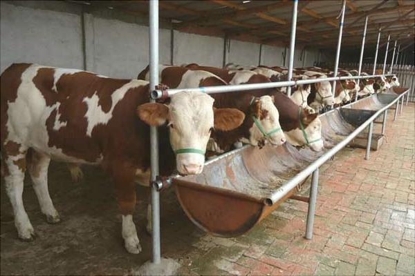 肉牛育肥飼料配方及配制方法