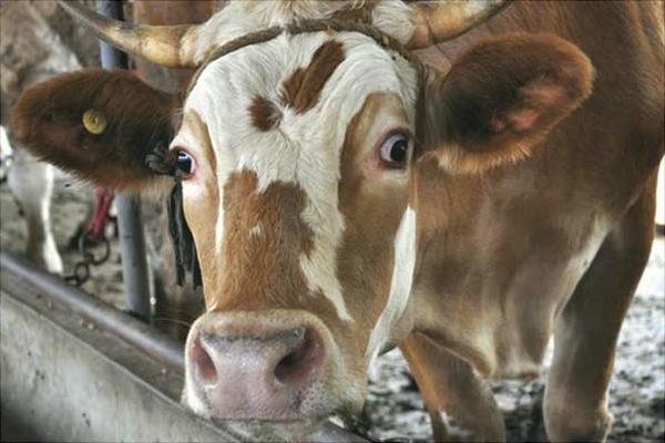 肉牛育肥飼料配方及配制方法