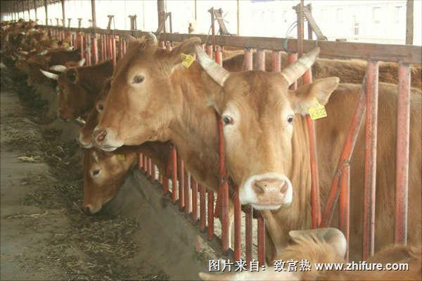 圈養肉牛技術