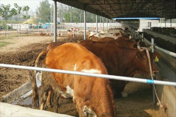 圈養肉牛技術