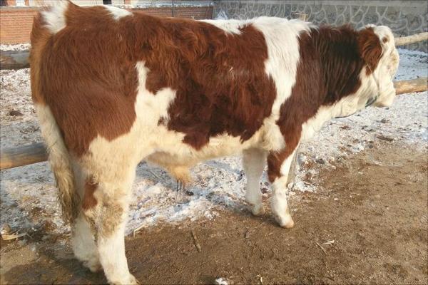 西門塔爾牛養(yǎng)殖技術(shù)