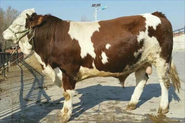 西門塔爾牛養(yǎng)殖技術(shù)