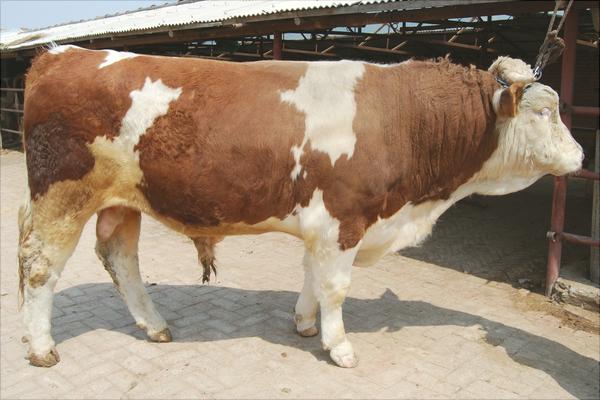 西門塔爾牛養(yǎng)殖技術(shù)