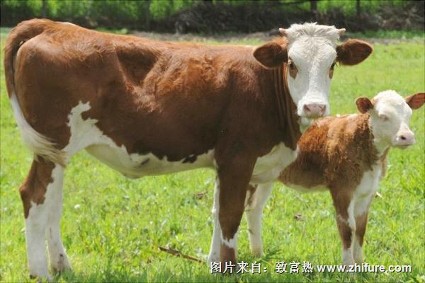 西門塔爾牛養殖技術