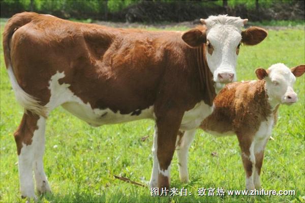 西門塔爾牛價格多少錢一頭?