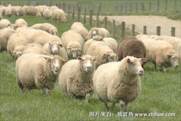 綿羊奶和山羊奶的區(qū)別