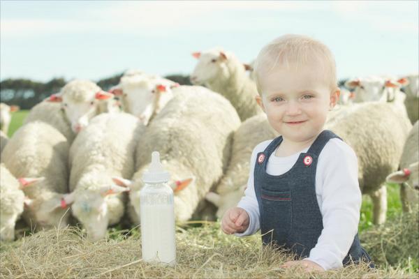 綿羊奶和山羊奶的區(qū)別