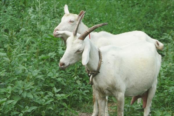 綿羊奶和山羊奶的區(qū)別