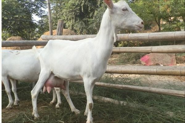 綿羊奶和山羊奶的區(qū)別