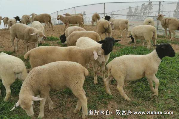 黑頭杜泊綿羊和白頭杜泊綿羊的區(qū)別是什么？