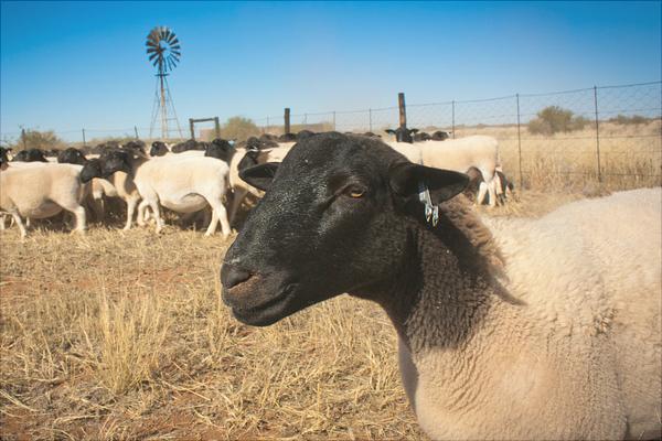 黑頭杜泊綿羊和白頭杜泊綿羊的區別是什么?