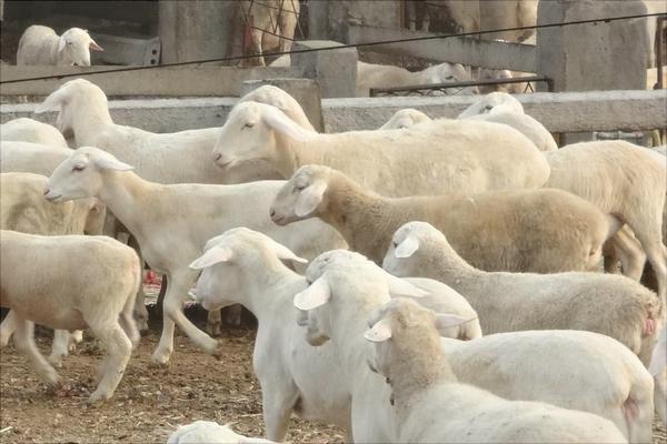 黑頭杜泊綿羊和白頭杜泊綿羊的區別是什么?