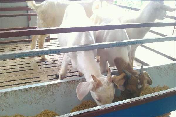 湖羊價格多少錢一只？