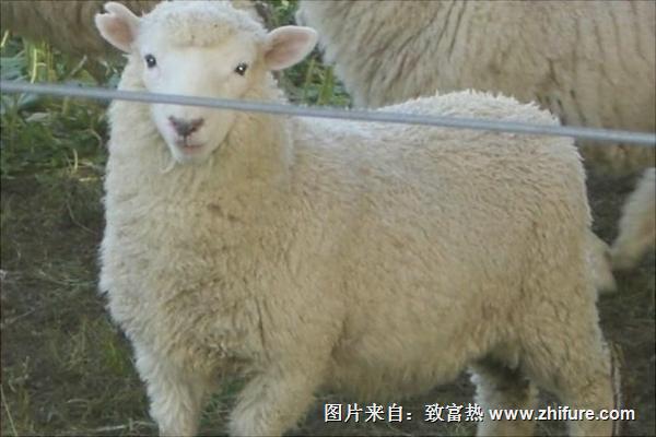 湖羊價(jià)格多少錢(qián)一只?