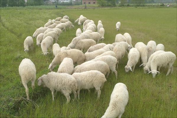 湖羊價格多少錢一只？