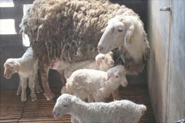 湖羊價格多少錢一只？