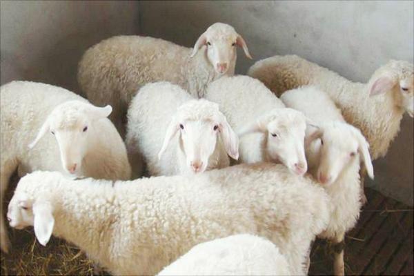 湖羊價格多少錢一只？