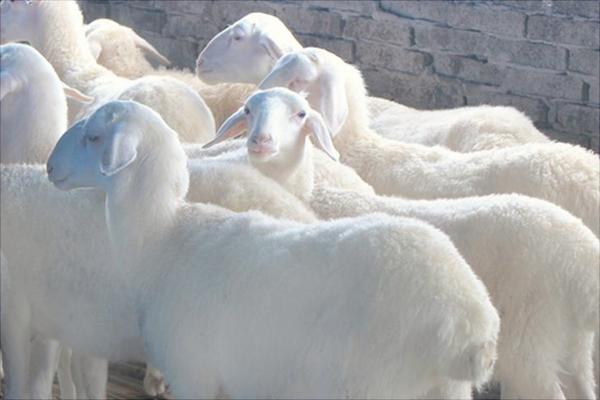 湖羊價格多少錢一只？