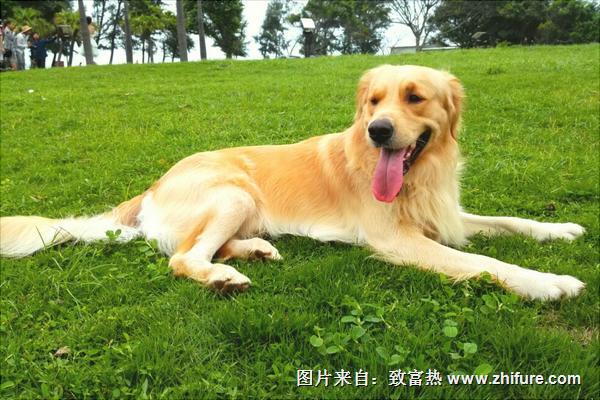 金毛犬圖片大全