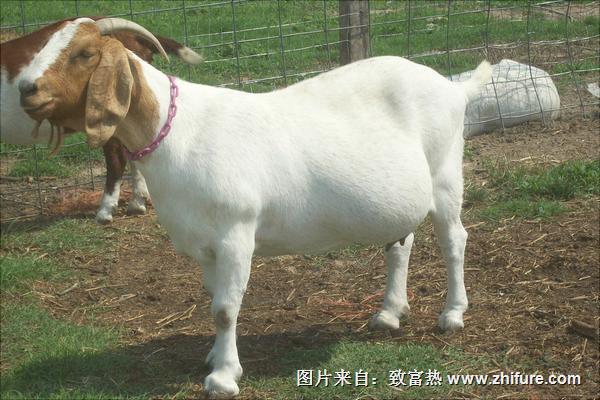 波爾山羊種羊場有哪些？